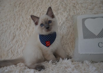 mâle blue colourpoint - Chatterie Ragdolls du Val de Beauvoir